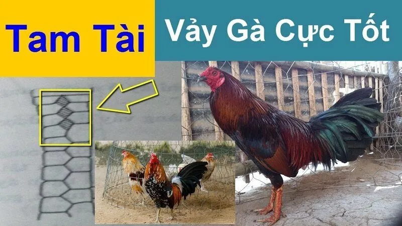 Bật mí tuyệt chiêu xem vảy gà quý 