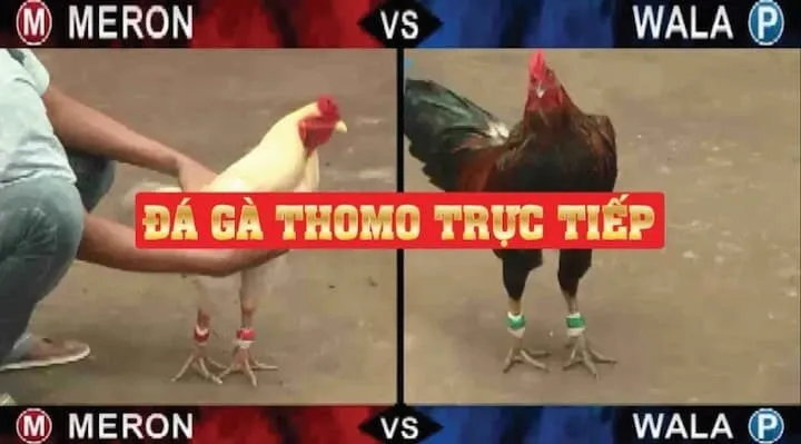 Đá gà Thomo Campuchia trực tiếp