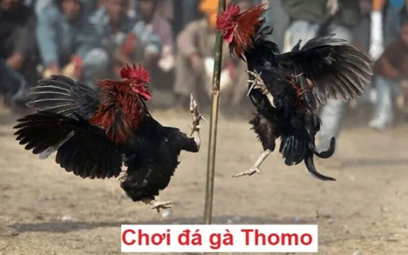 Đôi nét về Cách chơi đá gà thomo