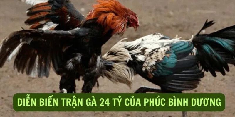 Liệu số tiền trong Trận đá gà 24 tỷ có phải là sự thật?